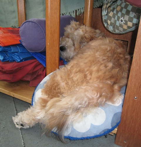 Tilly in the way